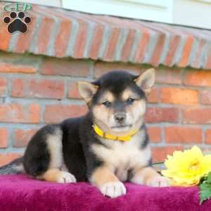 Roscoe, Shiba Inu Puppy