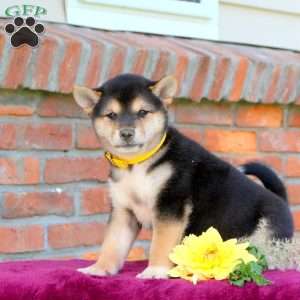 Roscoe, Shiba Inu Puppy