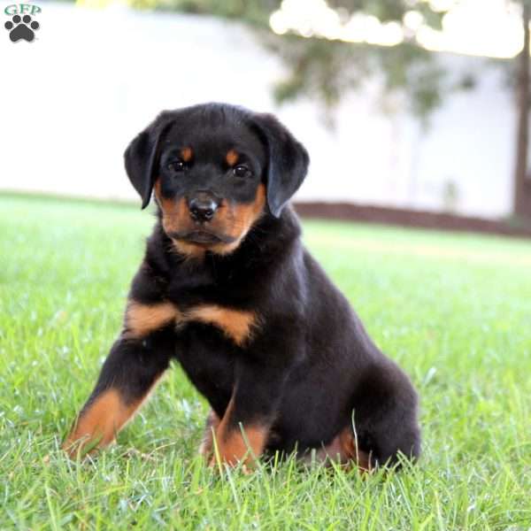 Rose, Rottweiler Puppy