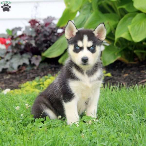 Roses, Siberian Husky Puppy