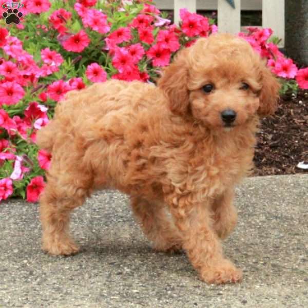 Rosie, Miniature Poodle Puppy