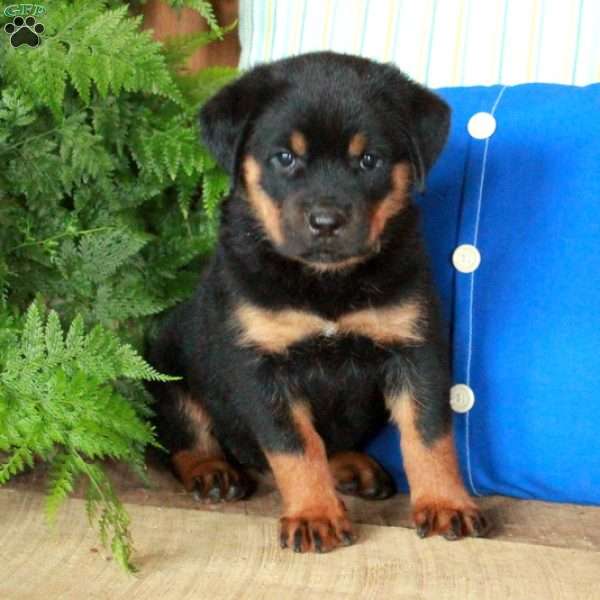 Rosie, Rottweiler Puppy