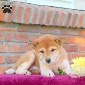 Rosie, Shiba Inu Puppy