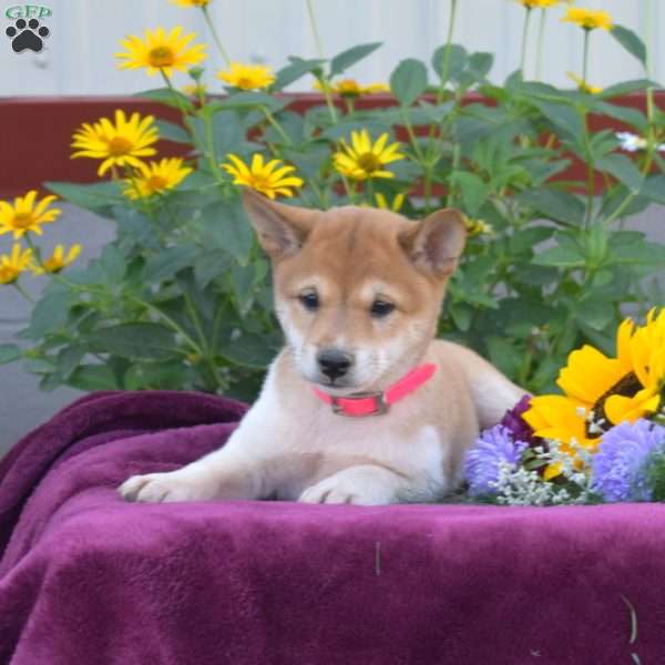 Rosie, Shiba Inu Puppy