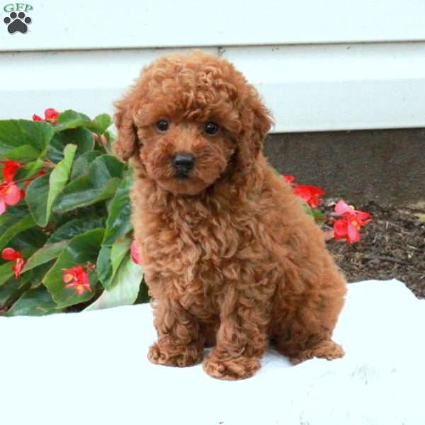 Rosie, Toy Poodle Puppy