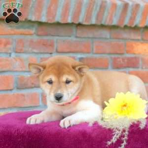 Rosie, Shiba Inu Puppy