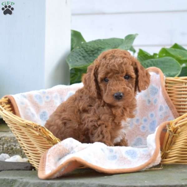 Rosie, Mini Goldendoodle Puppy