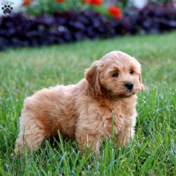 Rosie, Cockapoo Puppy