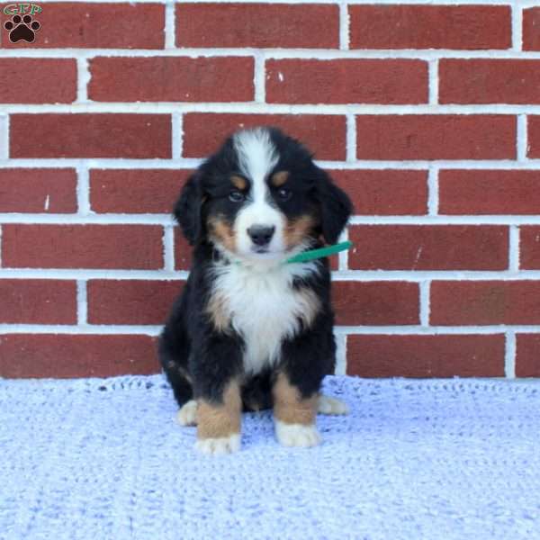 Rover, Bernese Mountain Dog Puppy