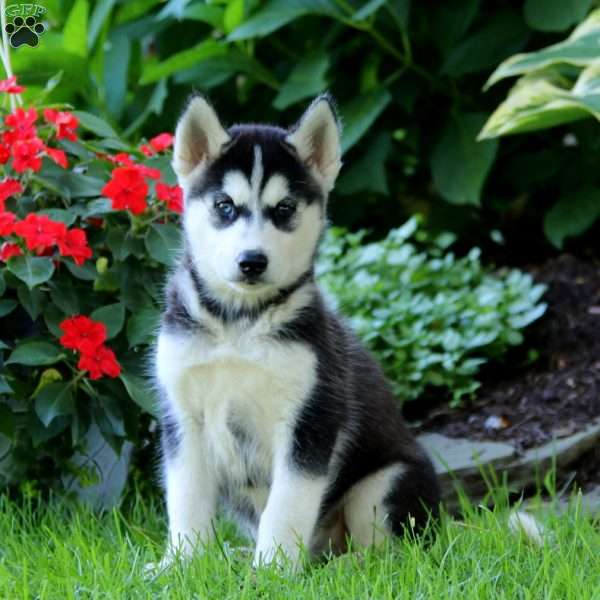 Rover, Siberian Husky Puppy