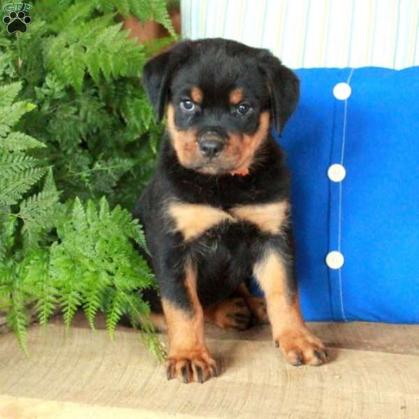 Roxie, Rottweiler Puppy