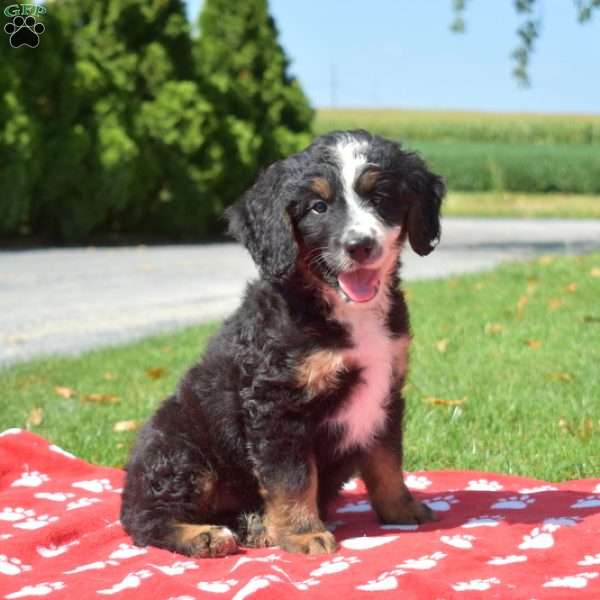 Roxy, Mini Bernedoodle Puppy