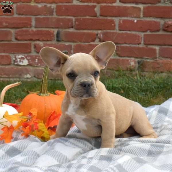 Roxy, French Bulldog Puppy