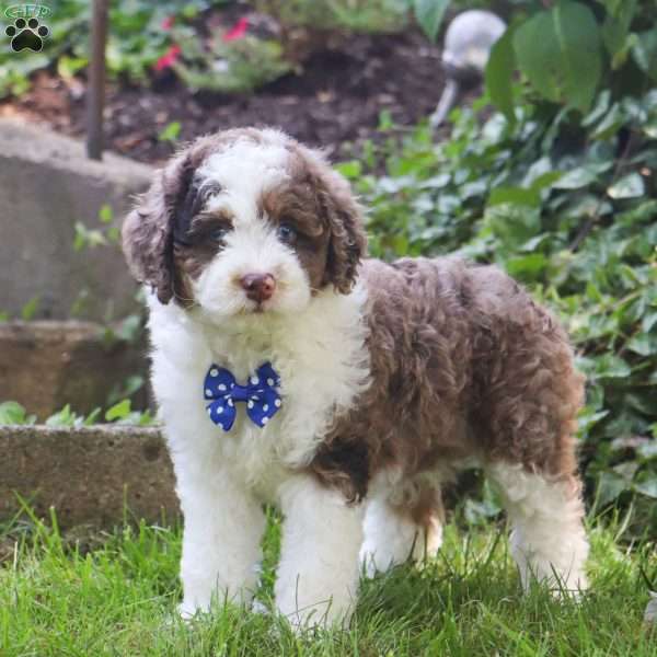 Royce, Mini Aussiedoodle Puppy