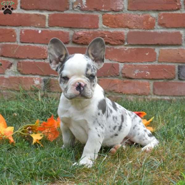 Rubble, French Bulldog Puppy