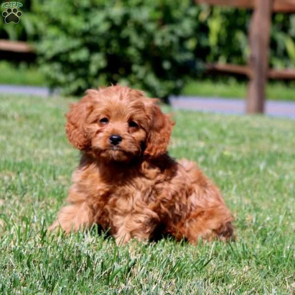 Rubble, Cavapoo Puppy