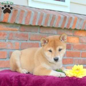 Ruby, Shiba Inu Puppy