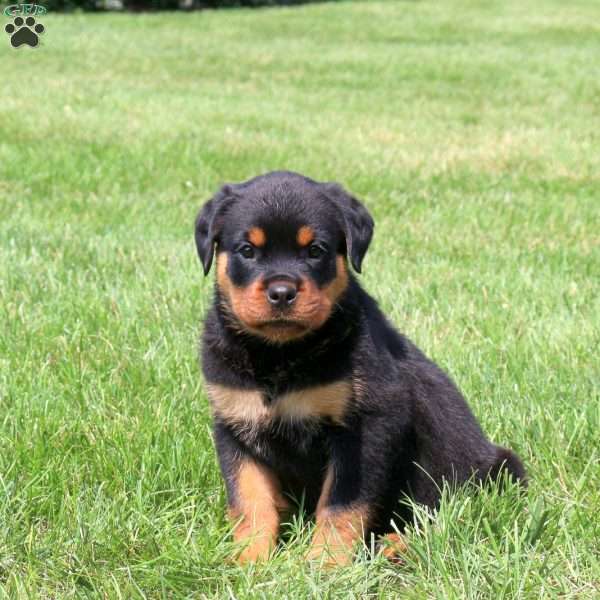 Ruby, Rottweiler Puppy