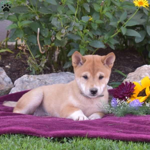 Ruby, Shiba Inu Puppy