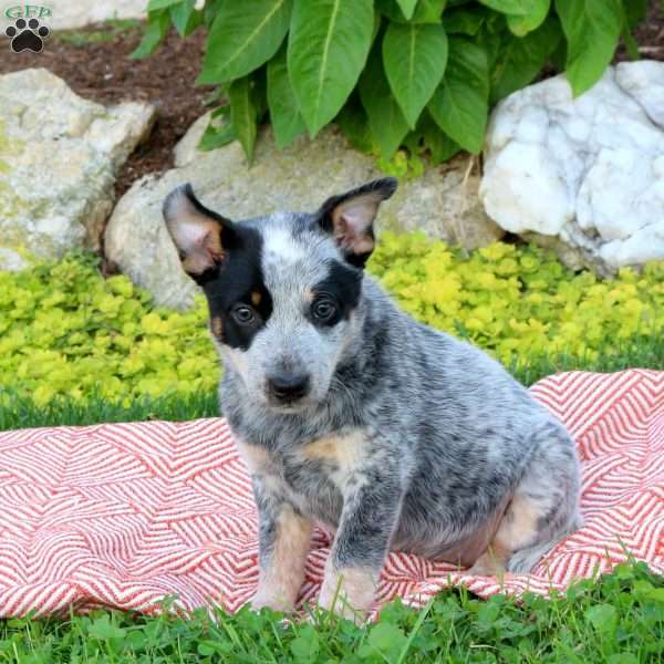 Ruby, Blue Heeler – Australian Cattle Dog Puppy