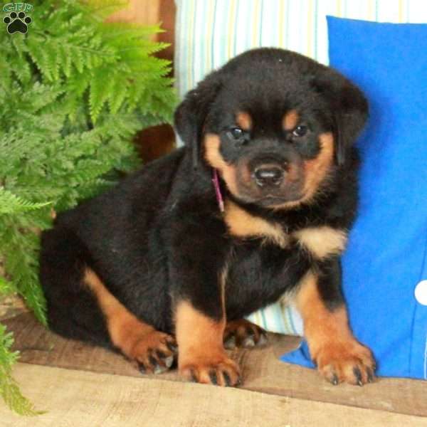 Ruby, Rottweiler Puppy