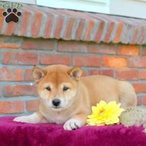 Ruby, Shiba Inu Puppy