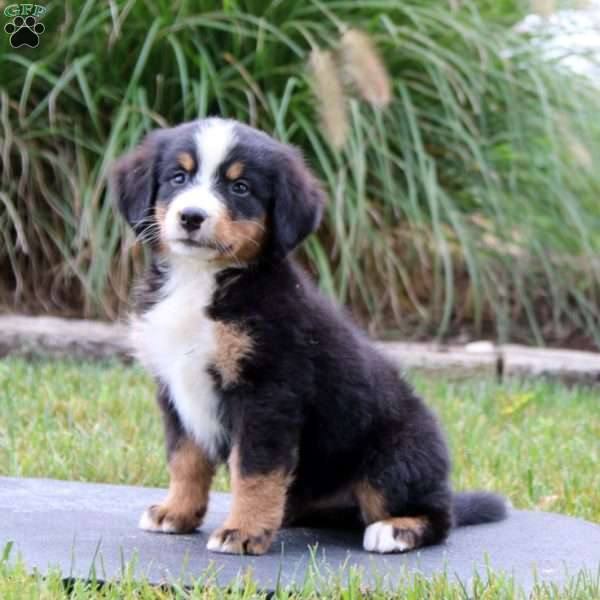 Ruby, Bernese Mountain Dog Puppy