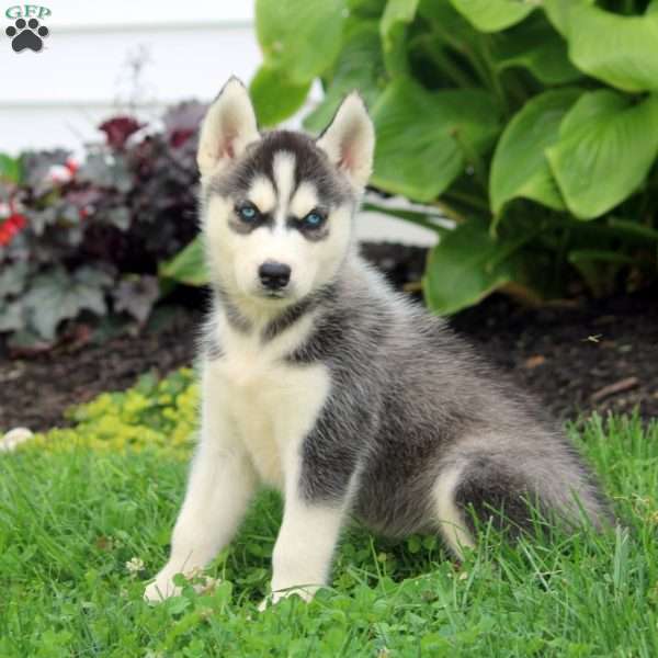 Rudy, Siberian Husky Puppy