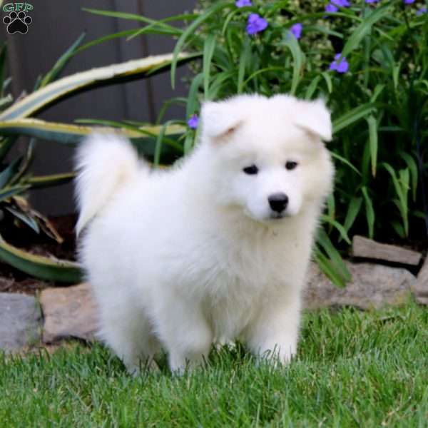 Rudy, Samoyed Puppy