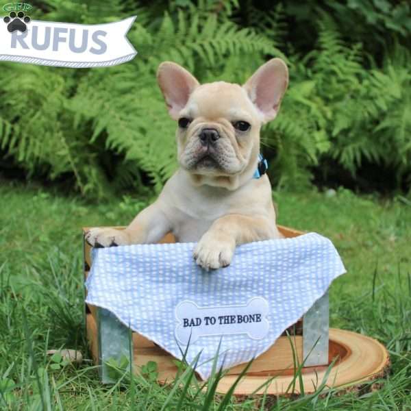 Rufus, French Bulldog Puppy