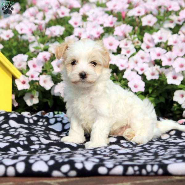 Russ, Havanese Puppy