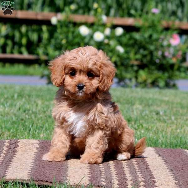 Rusty, Cavapoo Puppy