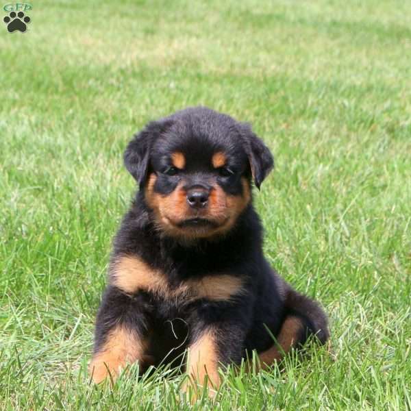 Ruth, Rottweiler Puppy