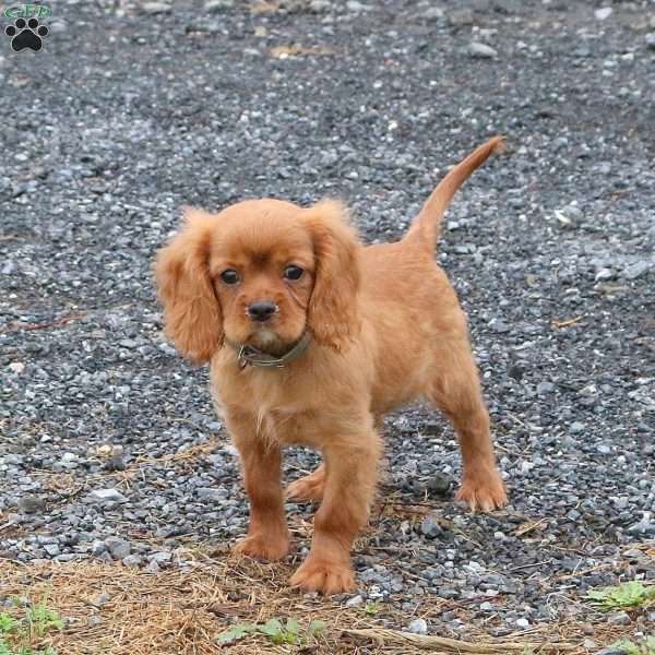 Ryan, Cavalier King Charles Spaniel Puppy