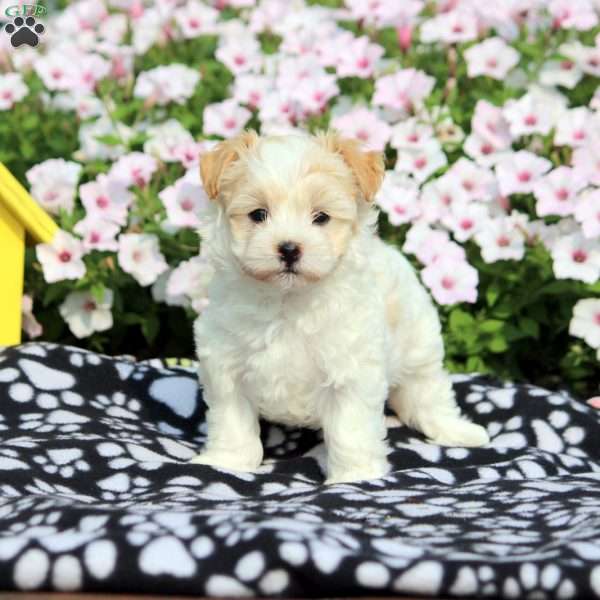 Ryan, Havanese Puppy