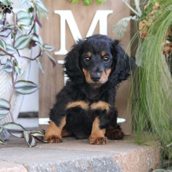 Ryder, Dachshund Puppy