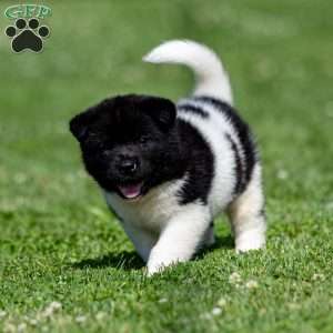 Rynn, Akita Puppy