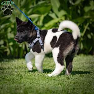 Rynn, Akita Puppy