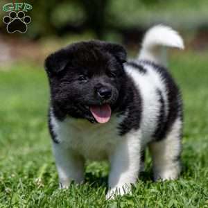 Rynn, Akita Puppy