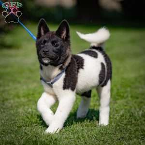 Rynn, Akita Puppy