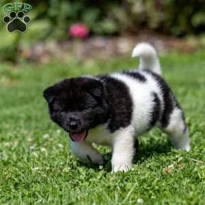 Rynn, Akita Puppy