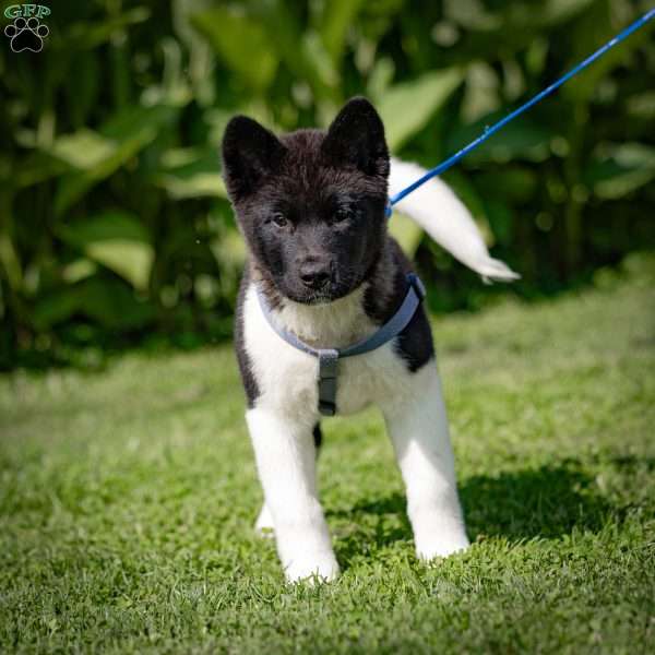 Rynn, Akita Puppy