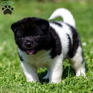 Rynn, Akita Puppy