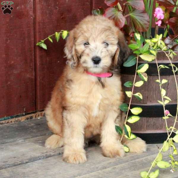 Sable, Mini Goldendoodle Puppy