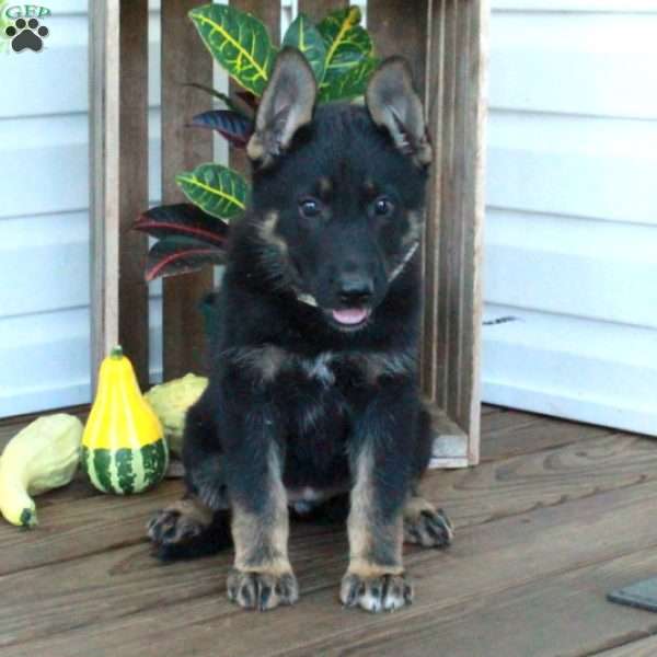 Sabrina, German Shepherd Puppy