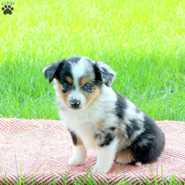 Sadie, Miniature Australian Shepherd Puppy