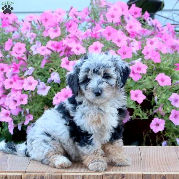 Sadie, Mini Bernedoodle Puppy