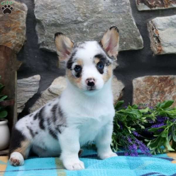 Sadie, Pembroke Welsh Corgi Puppy