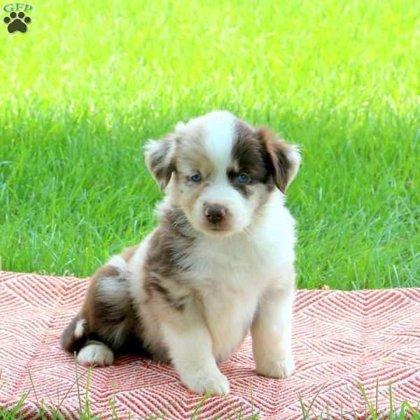 Saffron, Miniature Australian Shepherd Puppy