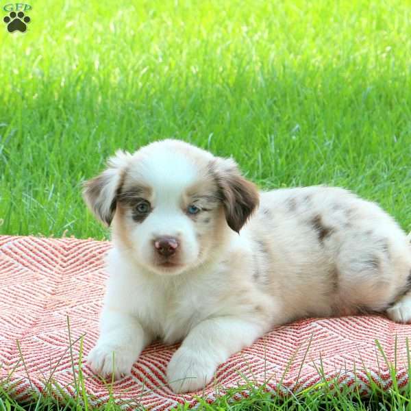 Sage, Miniature Australian Shepherd Puppy